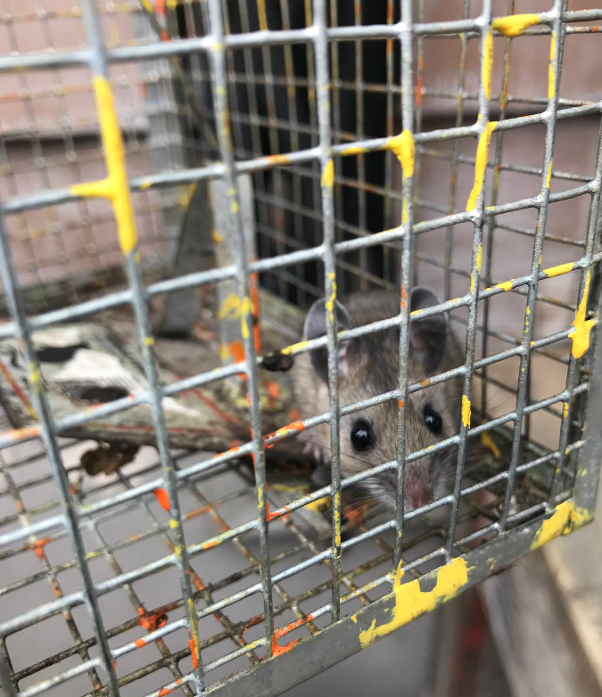 Star Pest And Possum Control project 10