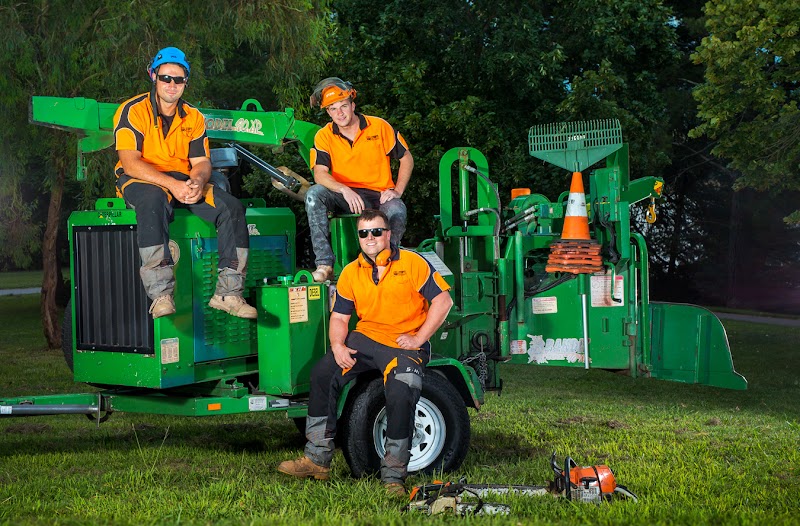 Stumped Tree Services work 1