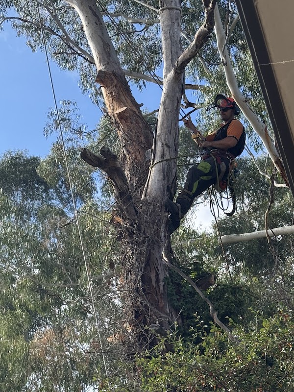 Stumped Tree Services work 2