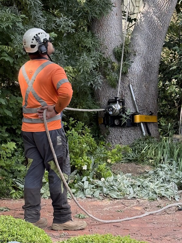 Stumped Tree Services work 3