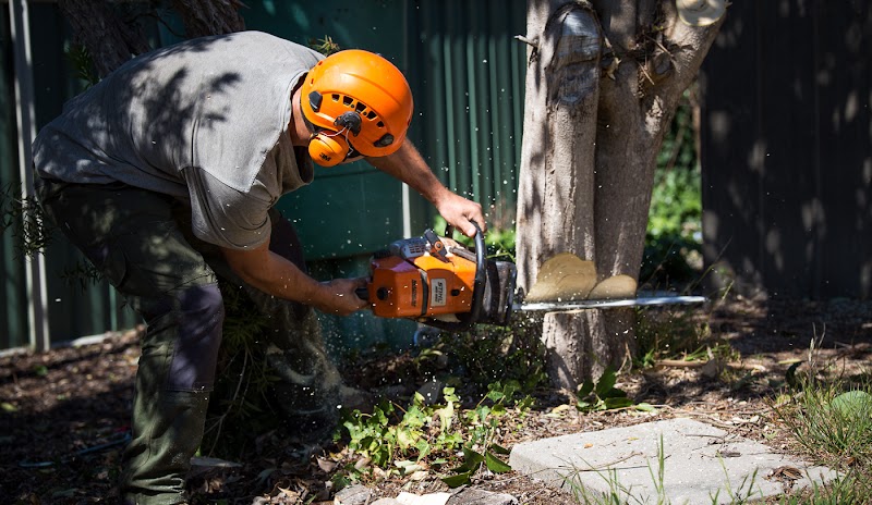 Stumped Tree Services work 4