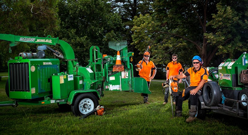 Stumped Tree Services project 5