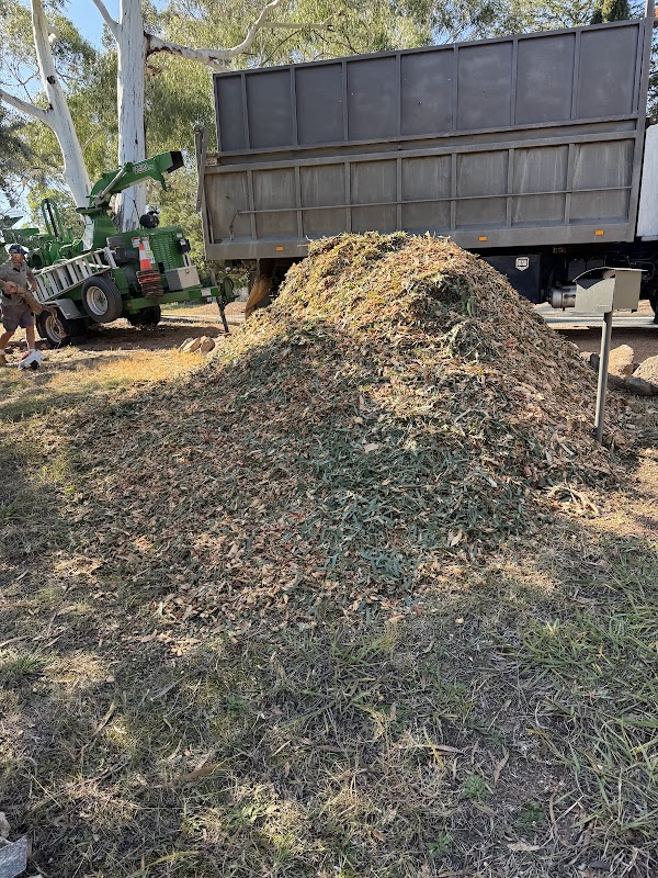 Stumped Tree Services project 7