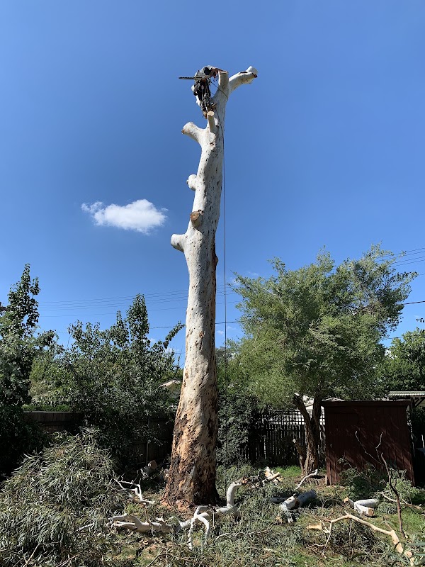 Stumped Tree Services project 9