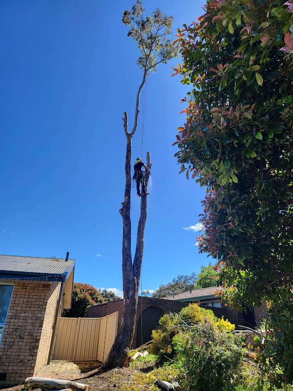Stumped Tree Services project 10
