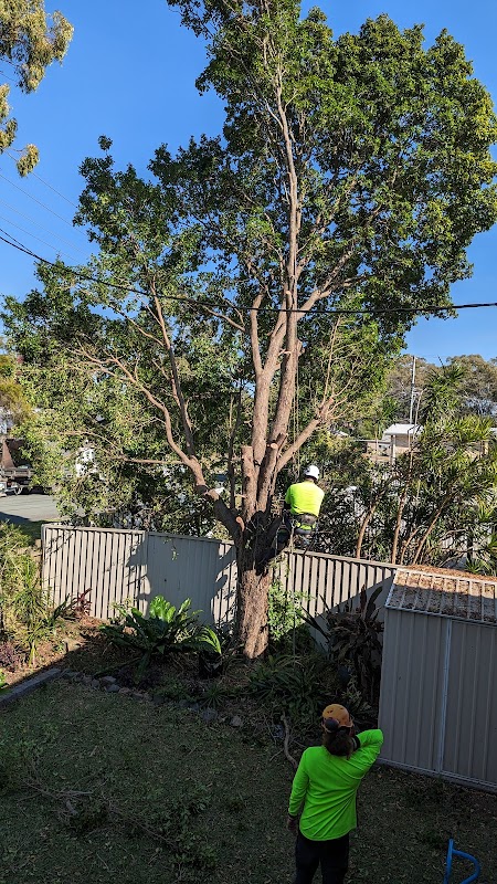 Sustainable Tree Care photo 2