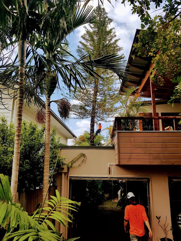 Sustainable Tree Care photo 3