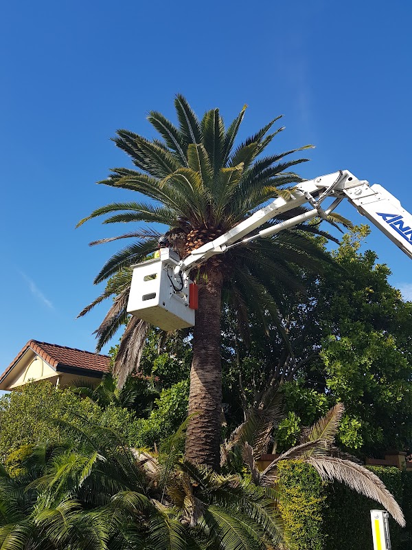 Sustainable Tree Care project 4