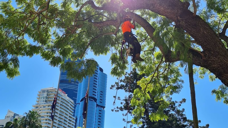 Sustainable Tree Care project 6