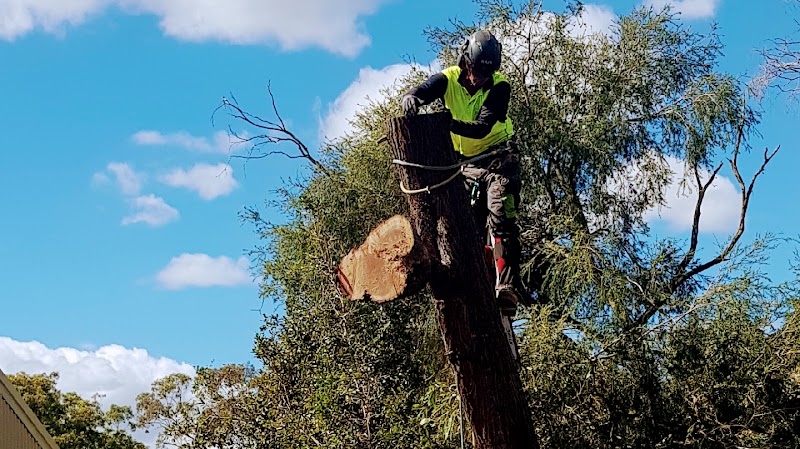 Sustainable Tree Care project 7