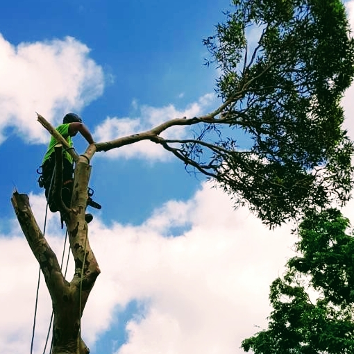 Sustainable Tree Care project 8