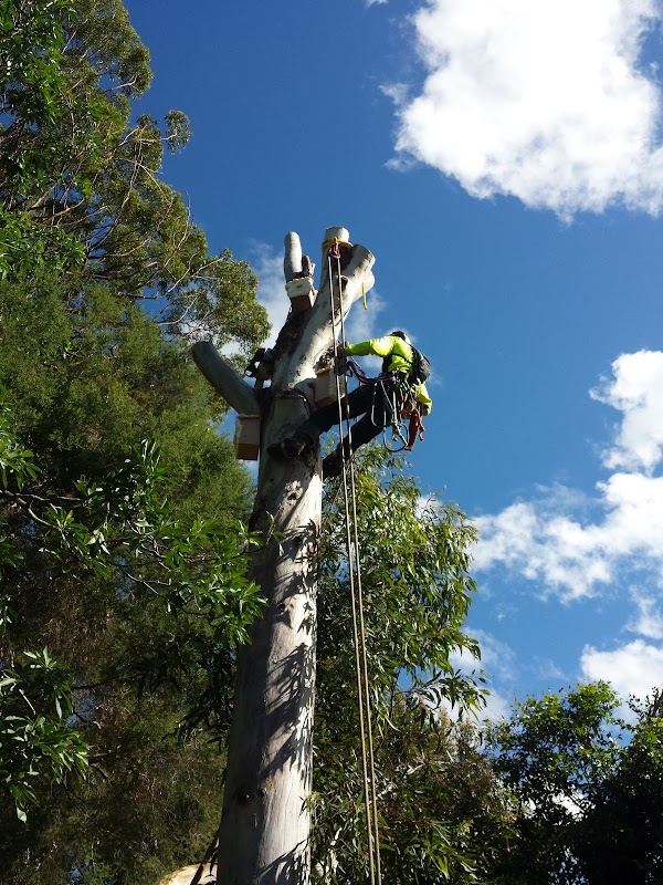 Sustainable Tree Care project 10