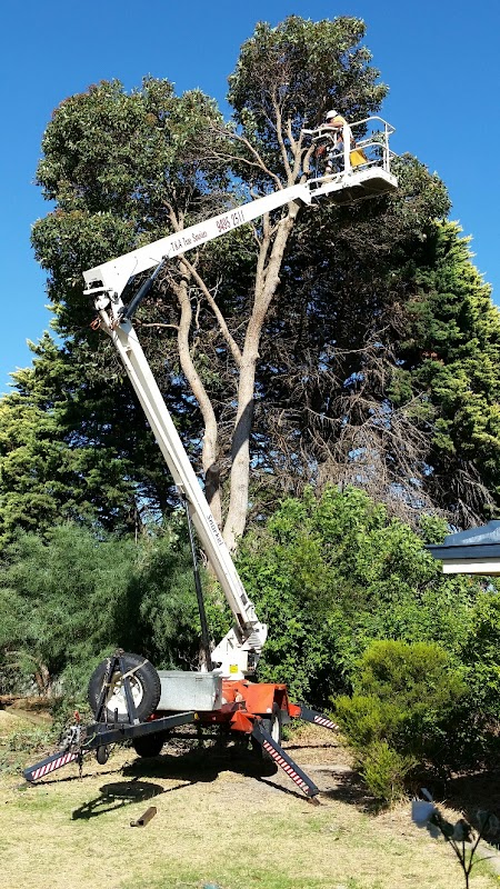 T & A Tree Services work 1