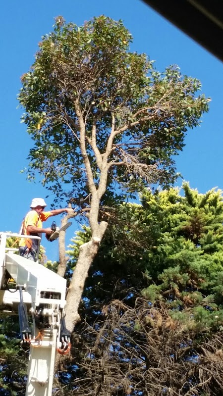 T & A Tree Services work 2