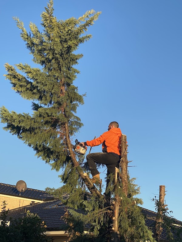T & A Tree Services work 3