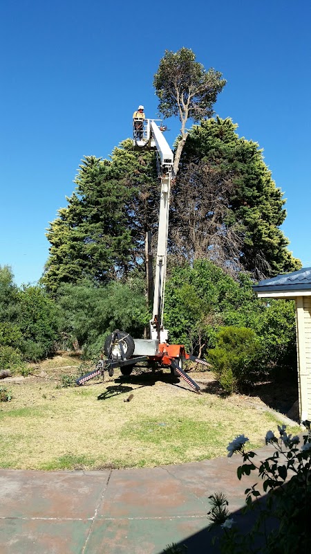 T & A Tree Services project 5