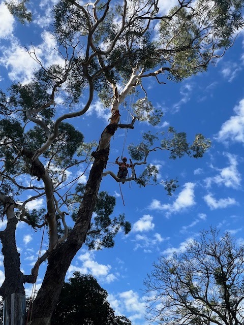 T4 Tree Services photo 3