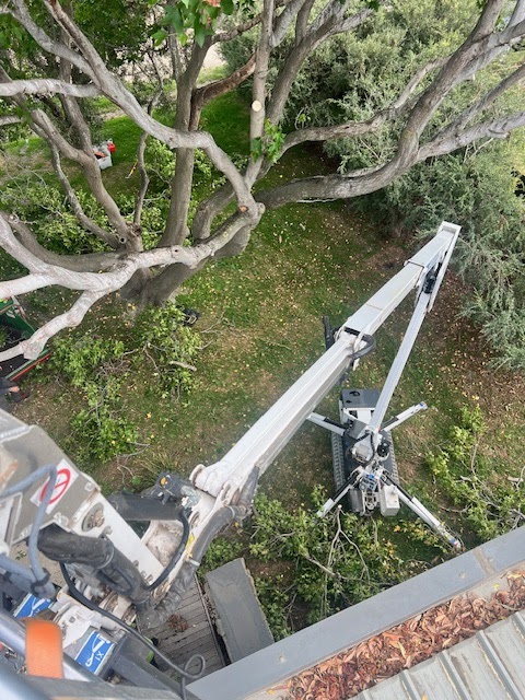 T4 Tree Services project 5