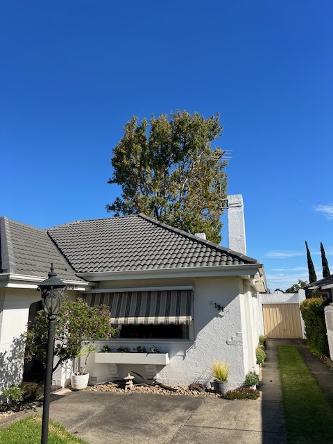 T4 Tree Services project 6