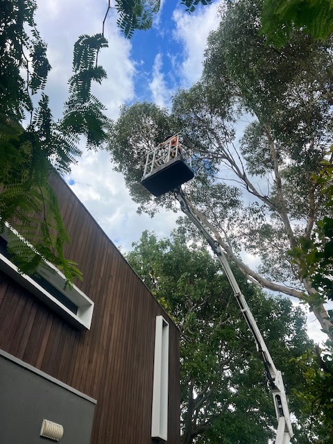 T4 Tree Services project 8