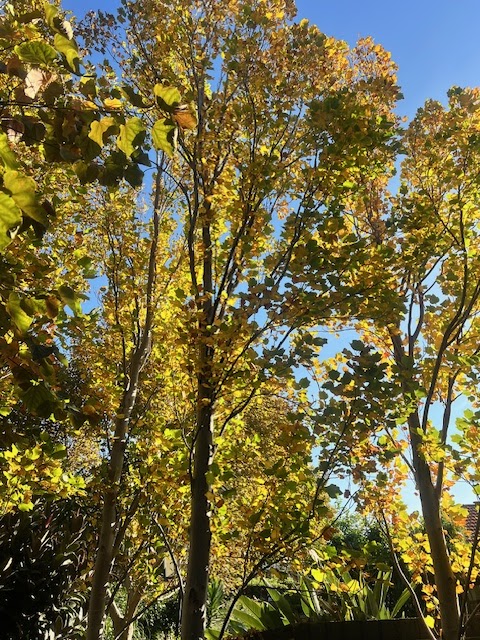 T4 Tree Services project 9