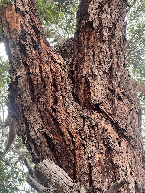 T4 Tree Services project 10