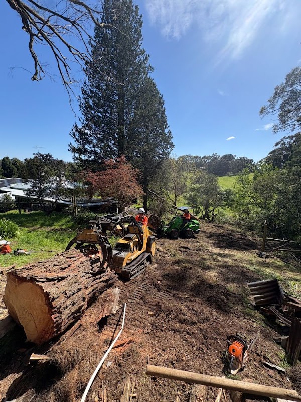 Taking Care of Trees photo 1
