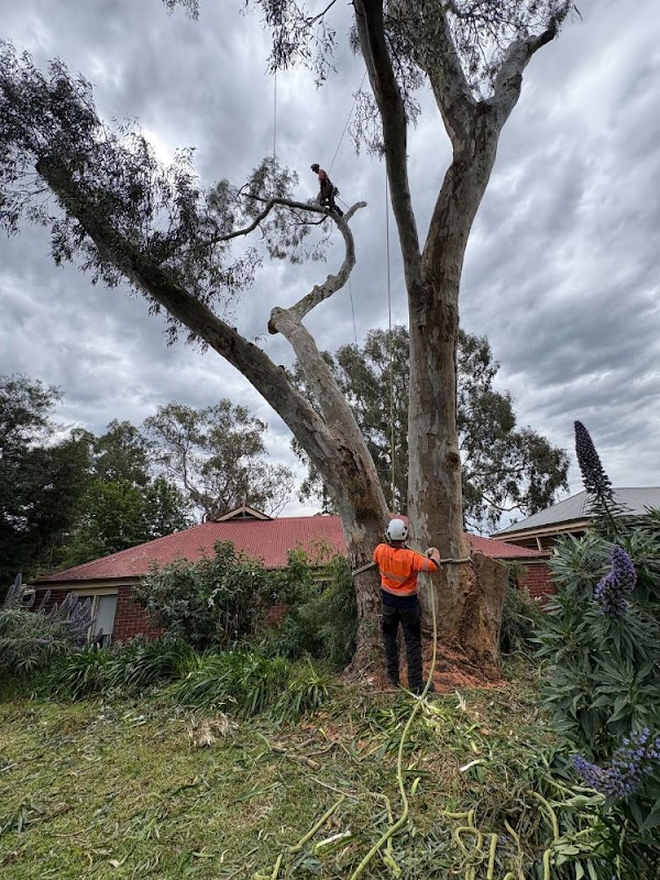 Taking Care of Trees photo 2