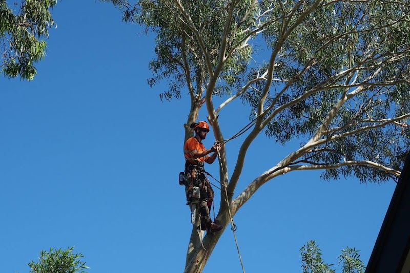 Taking Care of Trees photo 3