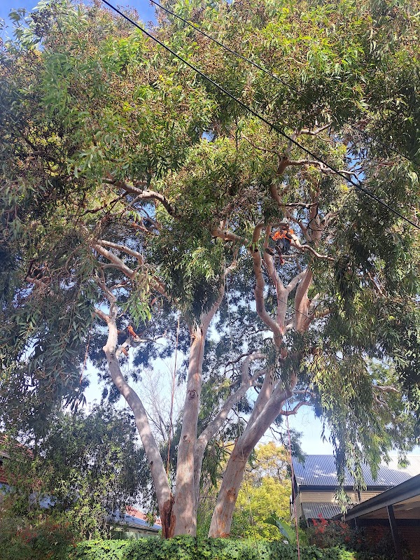 Taking Care of Trees work 4
