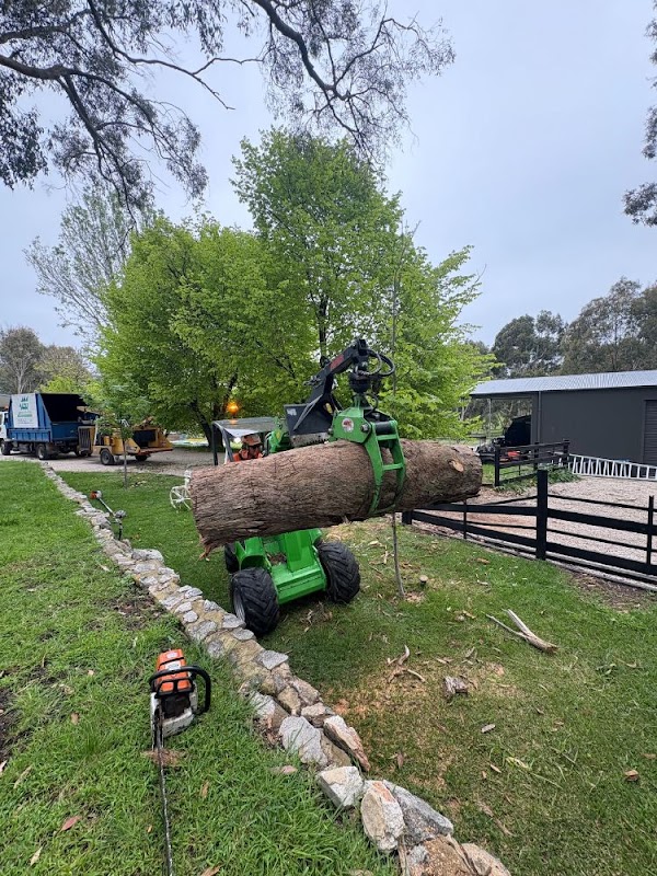 Taking Care of Trees project 7