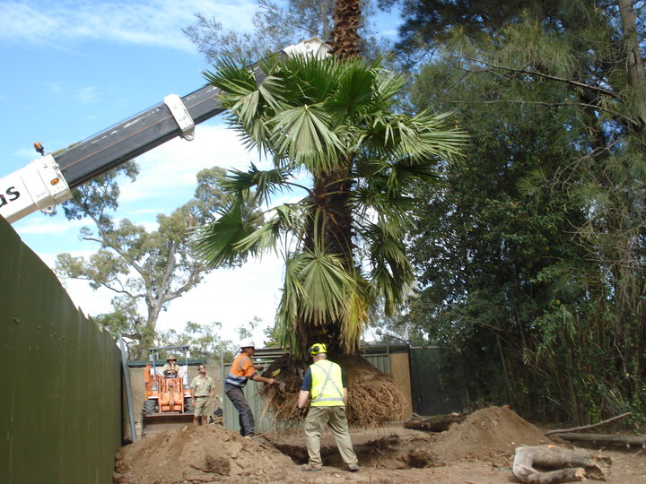 Taking Care of Trees project 8