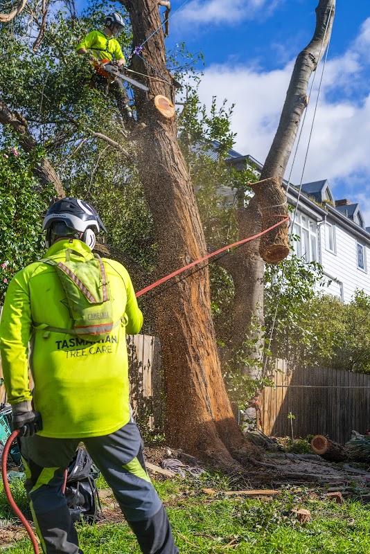 Tasmanian Tree Care project 3