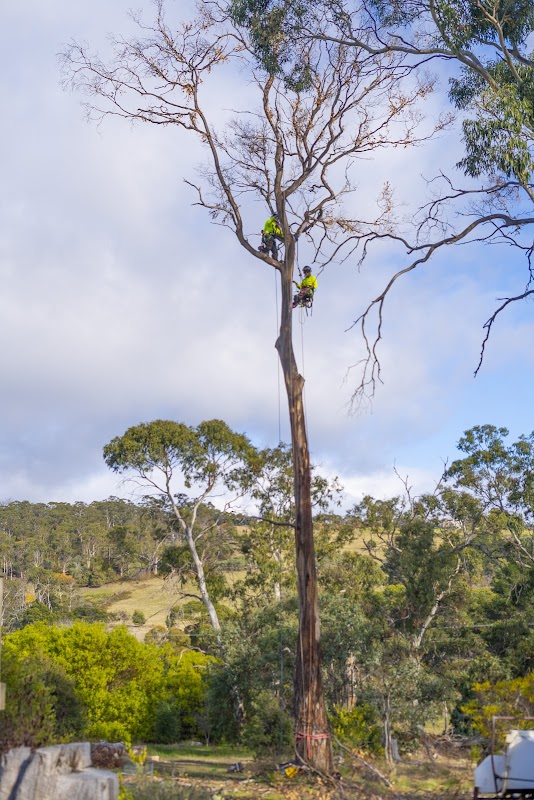 Tasmanian Tree Care project 4