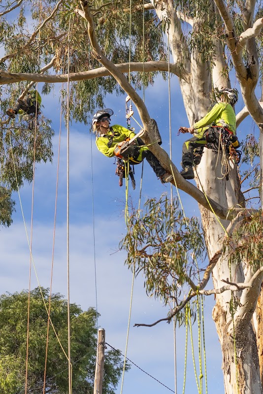 Tasmanian Tree Care project 5