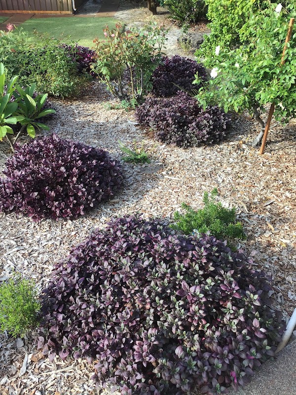 TAYLOR’D GARDENS PERTH work 4