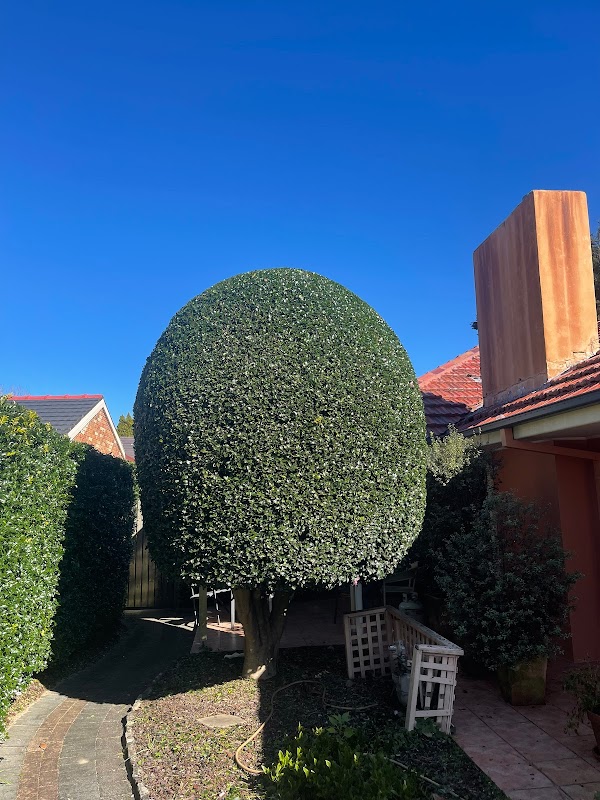The Hills Hedge Man project 8