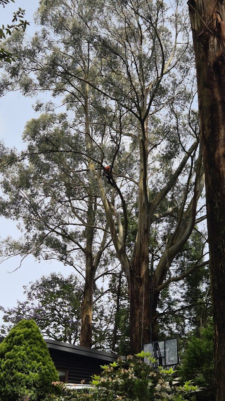 Tree FX Quality Tree Management photo 3