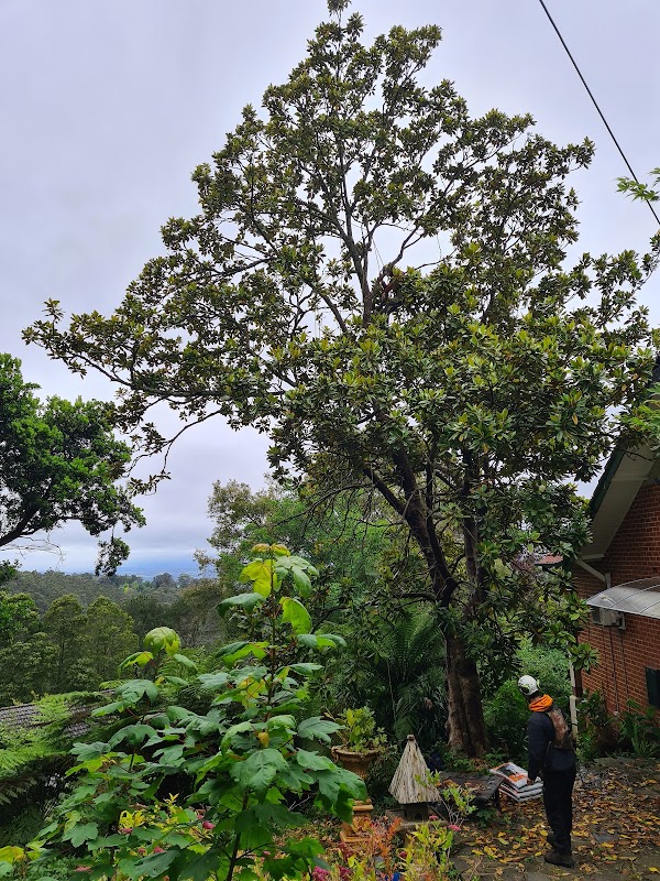 Tree FX Quality Tree Management project 7