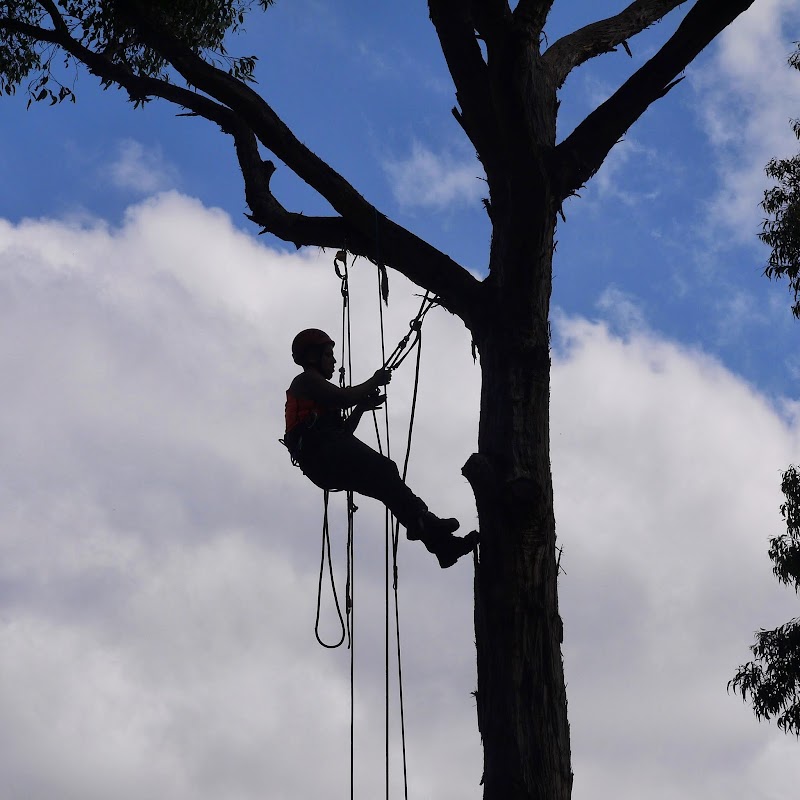 Tree FX Quality Tree Management project 8