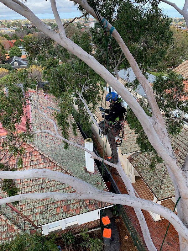 Tree Response project 2