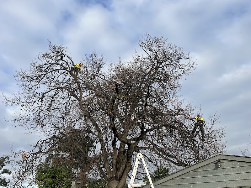 Tree Response project 3
