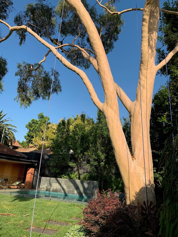 Tree Response project 5