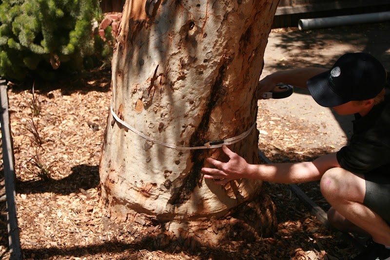Tree Response project 6