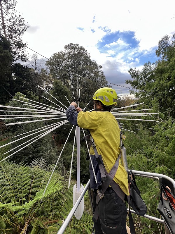 Tree Response project 7