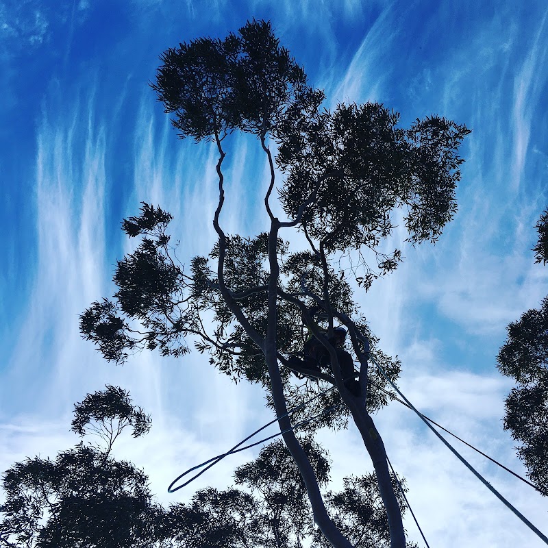 Tree Response project 9