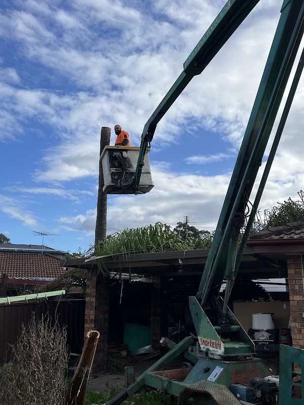 Tree tops tree services photo 1