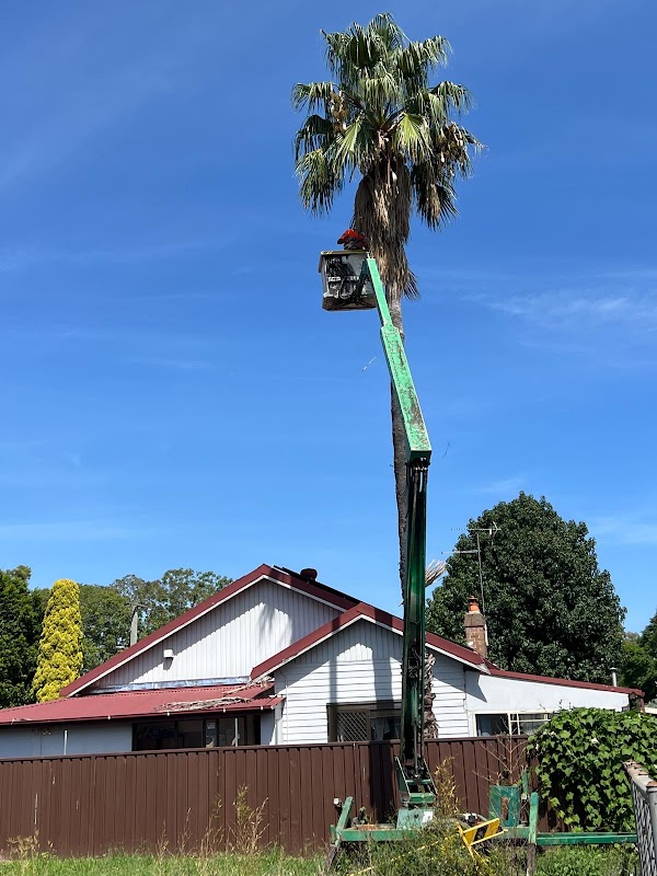 Tree tops tree services photo 2