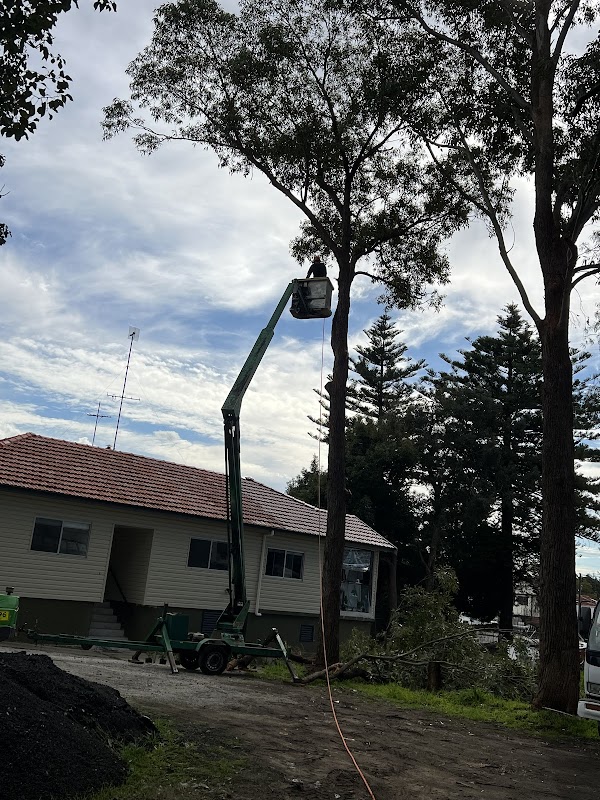 Tree tops tree services photo 3