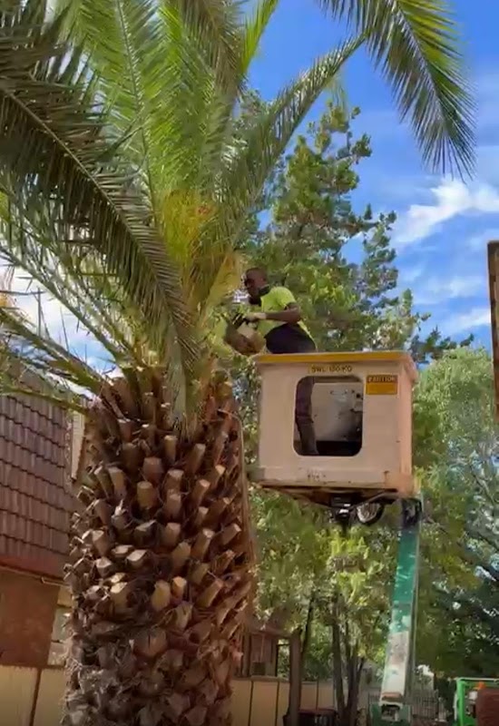 Tree tops tree services project 4